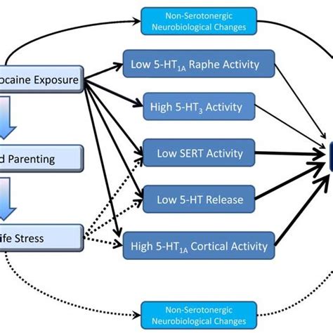 Serotonergic Synapse This Diagram Shows A Serotonergic Presynaptic Download Scientific Diagram