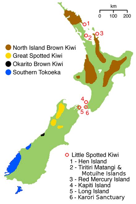 Kiwi Wikipedia Bahasa Melayu Ensiklopedia Bebas