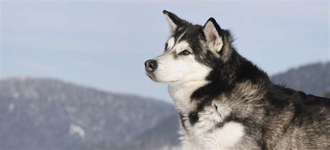 Alaskan Malamute Grooming Price - Pets Lovers