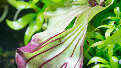 Cryptocoryne Usteriana Merkmale Pflege Und Vermehrungstipps