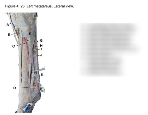 LA Anatomy: Left Metatarsus (Lateral View) Diagram | Quizlet