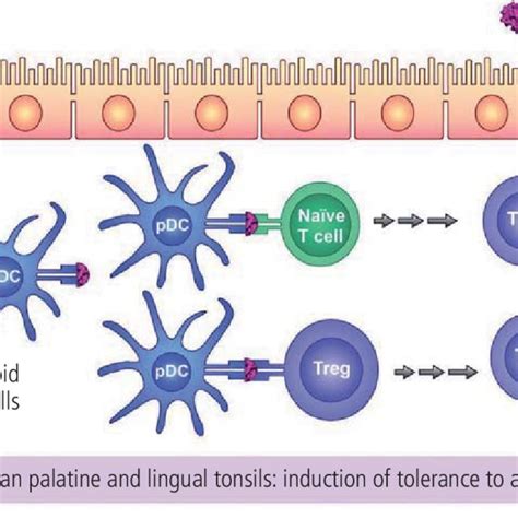 Human tonsils are organs of immune tolerance. The generation and ...