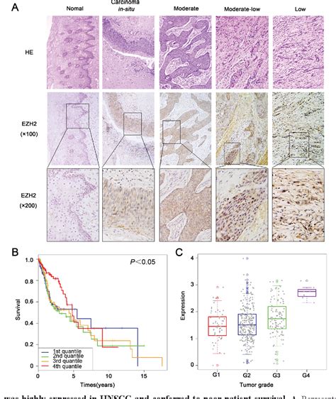 Pdf Targeting Ezh2 Regulates Tumor Growth And Apoptosis Through