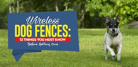 Wireless Dog Fence: 12 Pros and Cons You Must Know [Infographic]