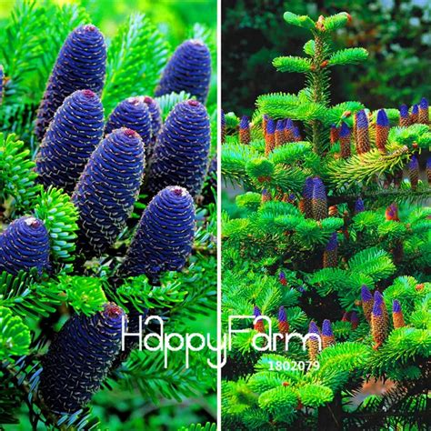 Korean Tree Abies Fir Seeds 100pcs - Pure Bonsai