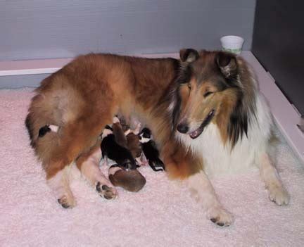 New Born Baby Puppies Images & Pictures - Becuo