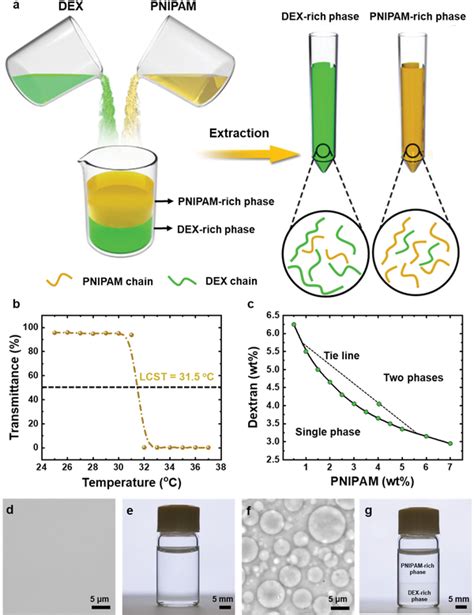 The Thermoresponsive Pnipam Dex System A Schematic Of Forming A New