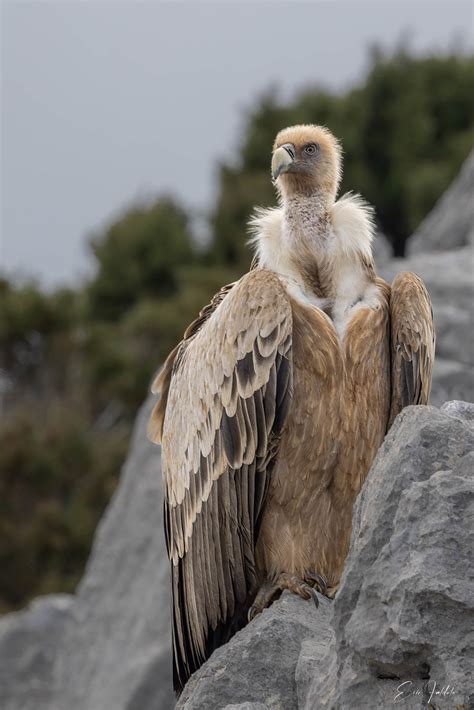 Vautour Fauve Gorges Du Verdon Eric Falduto Flickr