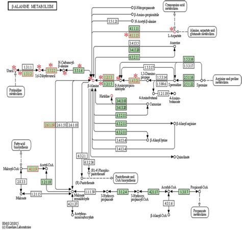 Beta Alanine Metabolism Pathway With Metabolites And Genes Of Interest