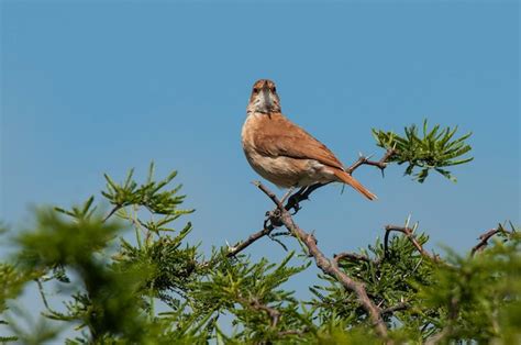 Premium Photo | Rufous hornero argentine national bird ibera marshes corrientes province argentina