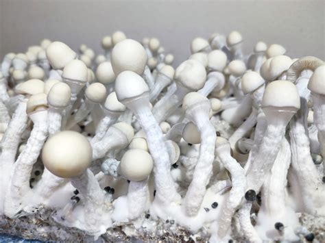 Albino Inca Stargazer P Cubensis Mushroom 5g Pack