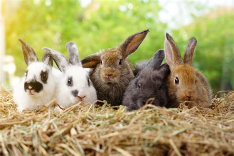 Kaninchen Als Haustier Alles Was Man Wissen Muss