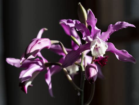 Schombocattleya Bordighera Alessandro Avetta Flickr