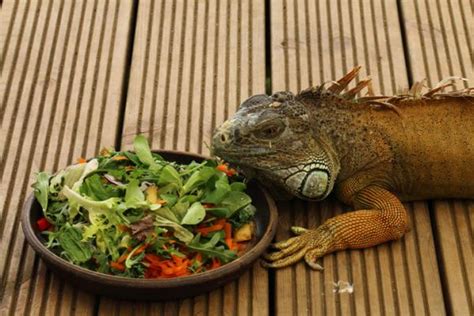 Guía completa Qué comen las iguanas en casa y cómo alimentarlas