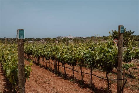 10 Best Wineries In Puglia Puglia Vineyards You Can T Miss