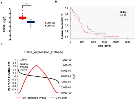 Analysis Of Lmna Gene Expression In Gbm Patients From The Cancer Genome