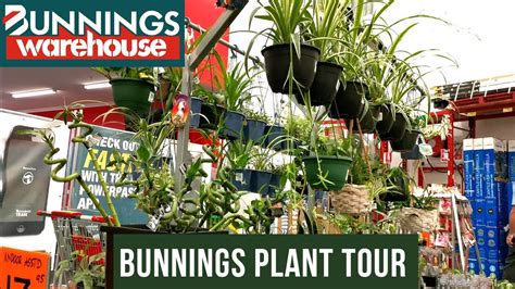 Garden Hedge Plants Bunnings | edu.svet.gob.gt