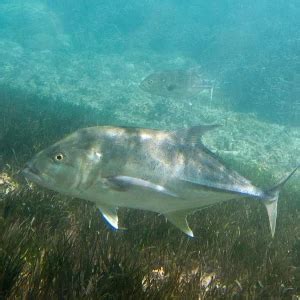 Giant trevally - Facts, Diet, Habitat & Pictures on Animalia.bio