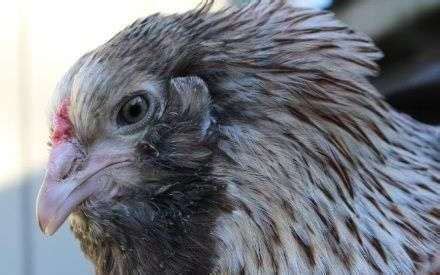 Considering Green Queen Chicken Breed? Read This First