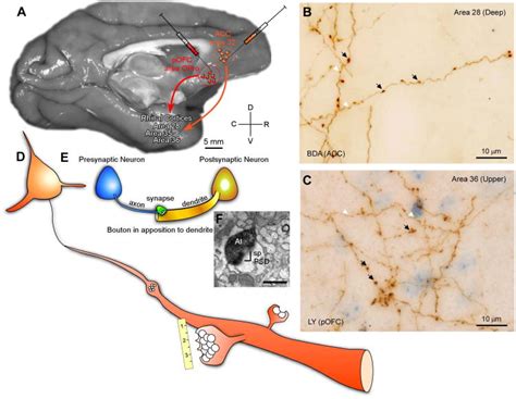 Parallel Prefrontal Pathways Reach Distinct Excitatory And Inhibitory