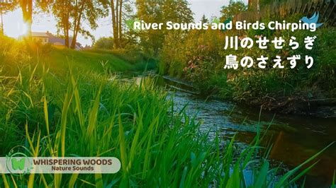 ASMR自然音川のせせらぎと鳥のさえずり Nature Sounds勉強作業用BGM睡眠用BGM川の音鳥の声快眠リラックス