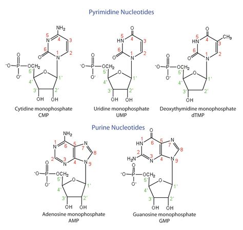 Purine Structure