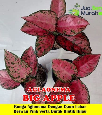 Jual Tanaman Aglaonema Big Apple Jualbenihmurah