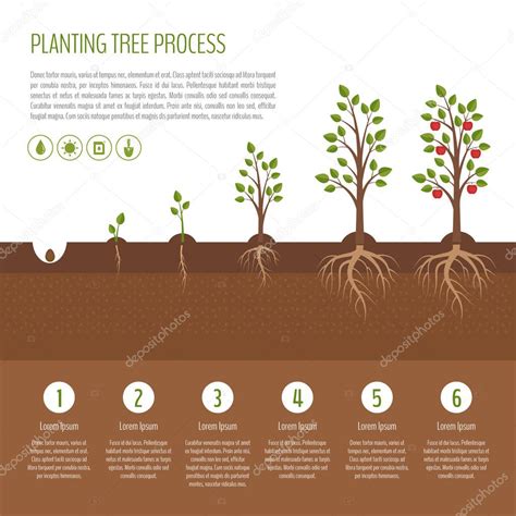 Plantación de infografía de proceso de árbol Etapas de crecimiento del