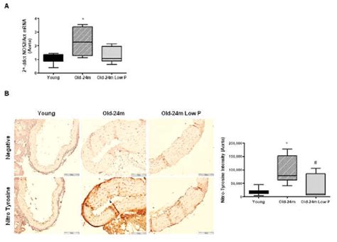 Hyperphosphatemia Induces NOS2 Expression And Nitrosative Damage In