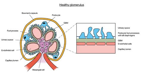 Alport Research Hub The Science Behind Alport Syndrome