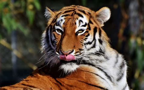 Surprising Tiger Facts That You Never Knew About