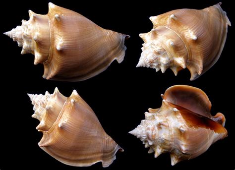 Strombus Alatus Gmelin Florida Fighting Conch