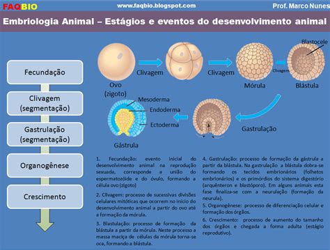 Embriologia Resumo - FAQBIO - Apoio ao Estudo de Biologia: Ficha Resumo - Embriologia ...