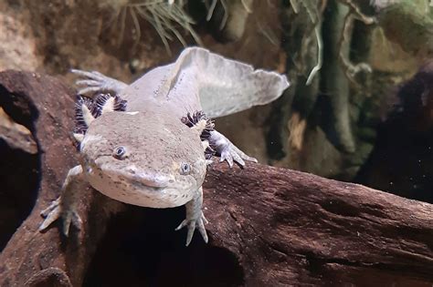 Axolotl Parken Zoo