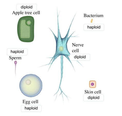 Biology Csf Chapter 10 Flashcards Quizlet