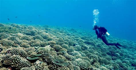 Healthy Coral Reef [image] Eurekalert Science News Releases