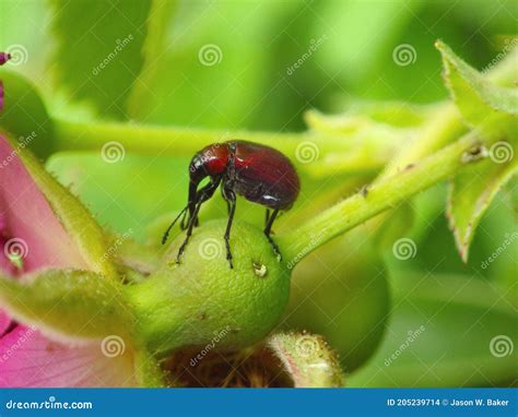 Rose Curculio Beetle On The Petals Of Frau Dagmar Hastrup Rose Stock