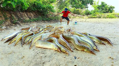 Believe This Thing A Fisher Man Catch A Lot Of Mud Fishes Under Soft