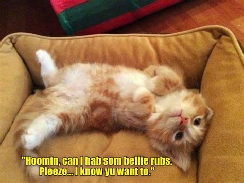 Something The Human Cannot Resist Lolcats Lol Cat Memes Funny Cats Funny Cat