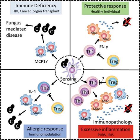 Cryptococcus Neoformans Host Interactions Determine Disease Outcomes Intechopen