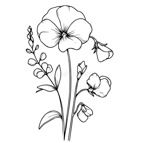 Sweet Pea Vector Art Sweet Pea Flower Bouquet Drawings Minimalist