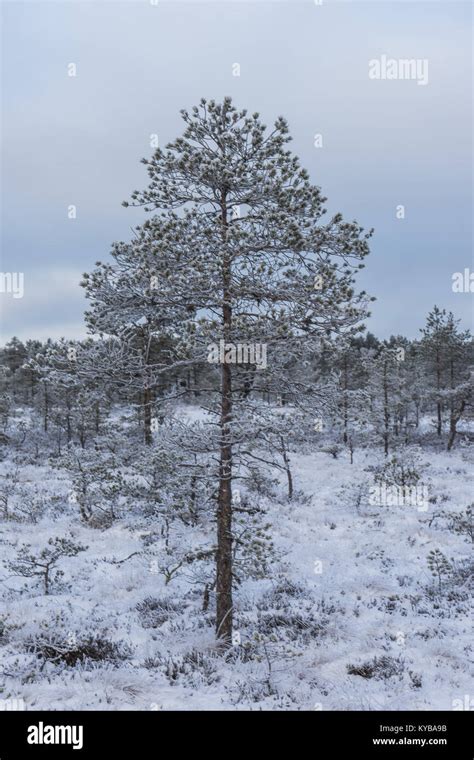 Beautiful winter forest Stock Photo - Alamy