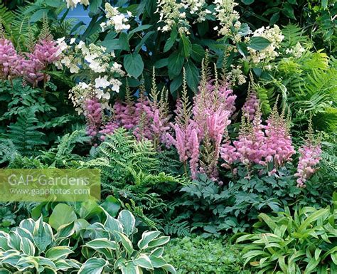 Gap Gardens Astilbe Chinensis Pumila Hosta Hydrangea Paniculata Tardiva Image No