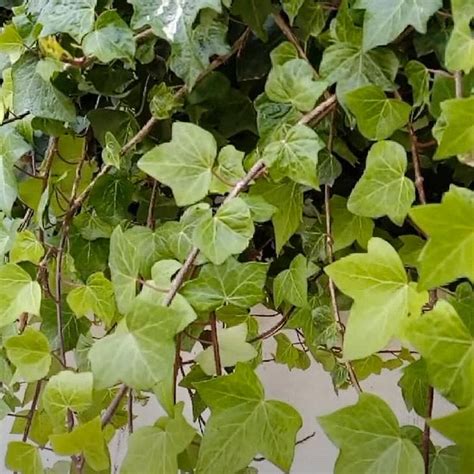 Plantes Qui Absorbent Lhumidit Dans La Salle De Bain