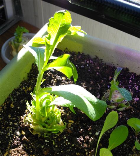 This Romaine Lettuce Is Growing Funny (gardening for beginners forum at ...