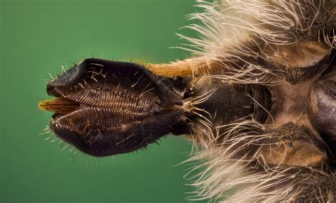 Science Visualized • Proboscis Of The Pale Giant Horse Fly Macro