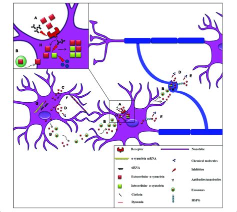 Proposed Mechanisms Of Synuclein Cell To Cell Propagation And