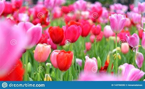 Tulip Garden Fully Bloomed Tulips Stock Photo - Image of blossom, full ...