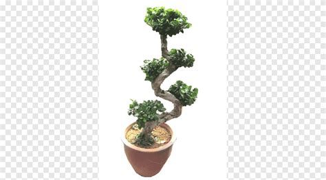 Chinese Sweet Plum Flowerpot Tree Sageretia Ficus Microcarpa Bonsai