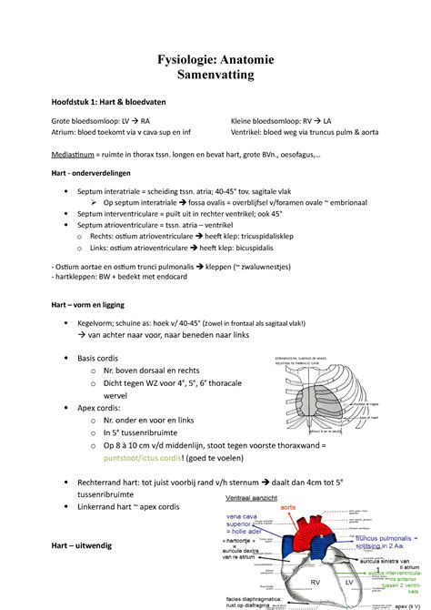 Fysiologie Anatomie Samenvatting Alles Fysiologie Anatomie